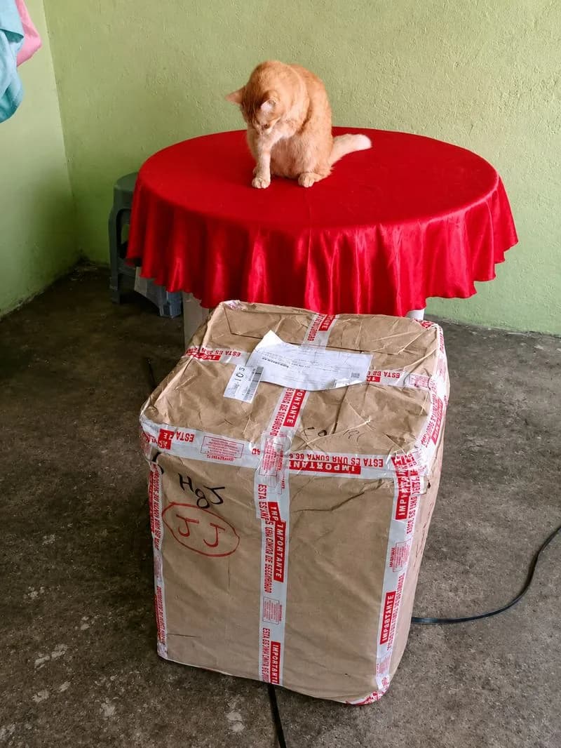 Caja entregada en casa junto a un gato